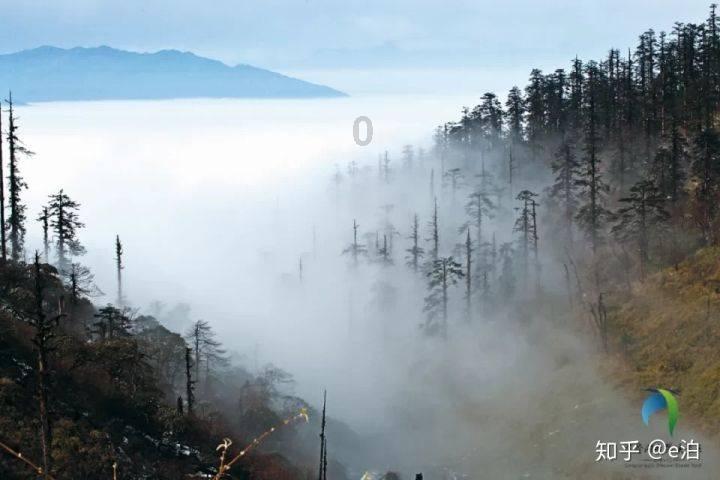 爱吃叶子的毛毛虫